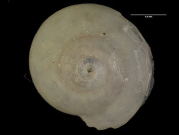 Media type: image;   Malacology 178560